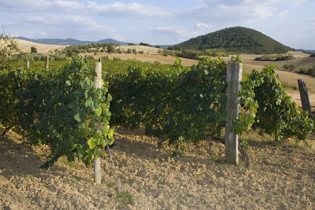 Il Giogo Agriturismo Розиняно Маритимо Екстериор снимка